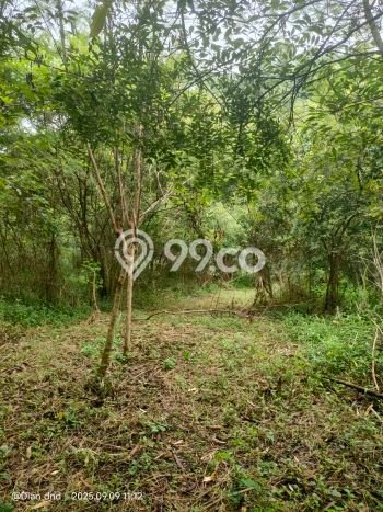 Tanah Siap Bangun Dijual di Bogor Punya Luas 889m2 Tanah Siap Bangun Dijual di Bogor Punya Luas 889m2