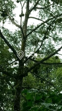 Unit Gudang Dijual di Cigombong Bogor Luas Bangunan 300m2 Unit Gudang Dijual di Cigombong Bogor Luas Bangunan 300m2