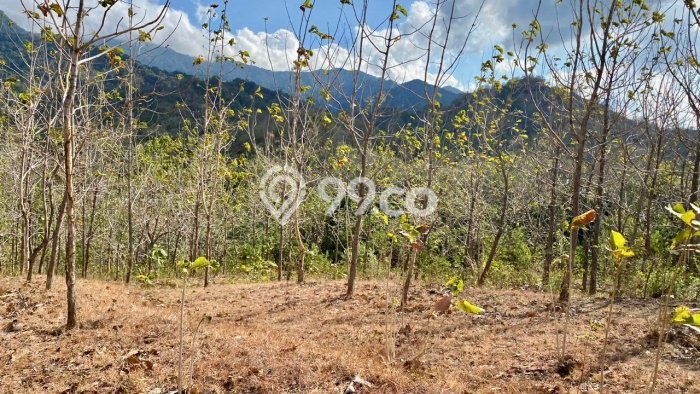 Lahan Strategis di Gerokgak Dijual dengan Luas 22500m2 Lahan Strategis di Gerokgak Dijual dengan Luas 22500m2