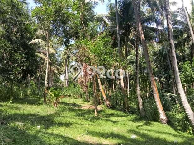 HARGA MENARIK! Tanah Kawasan Tejakula, Luas 5730m2m², Area Nyaman HARGA MENARIK! Tanah Kawasan Tejakula, Luas 5730m2m², Area Nyaman