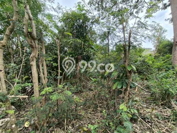 Tanah Siap Bangun Dijual di Badung Punya Luas 200m2 Tanah Siap Bangun Dijual di Badung Punya Luas 200m2