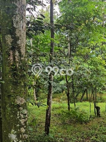 Lahan Kosong Dijual di Bogor dengan Area 20000m2 Lahan Kosong Dijual di Bogor dengan Area 20000m2