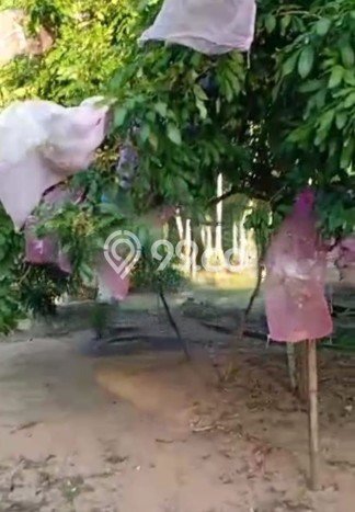 Tanah Dijual di Pontianak Seluas 10125m2 Strategis Tanah Dijual di Pontianak Seluas 10125m2 Strategis