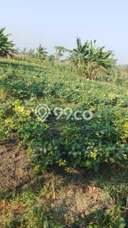 Tanah Kavling untuk Dijual di Gresik Gresik 1192m2 Tanah Kavling untuk Dijual di Gresik Gresik 1192m2