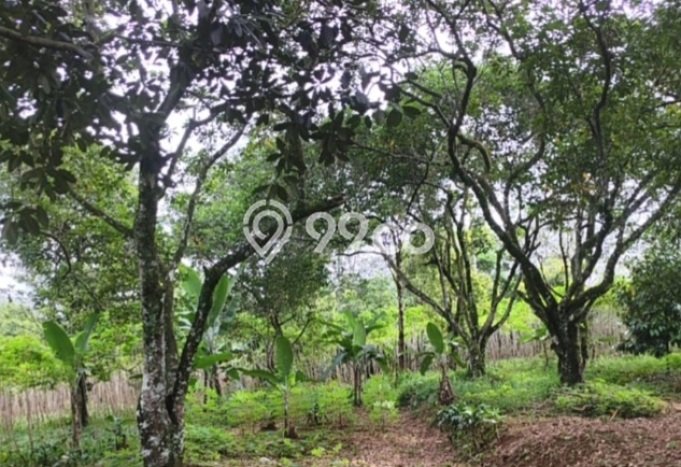 Kavling Tanah di Citeureup Dijual Luas 235821m2 Legalitas SHM Kavling Tanah di Citeureup Dijual Luas 235821m2 Legalitas SHM