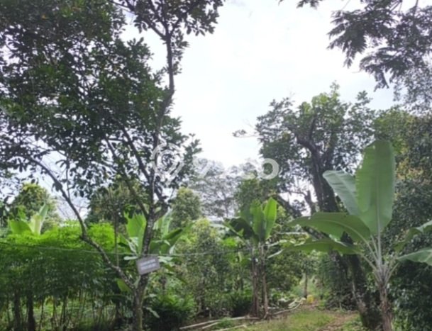 Kavling Tanah di Citeureup Dijual Luas 235821m2 Legalitas SHM Kavling Tanah di Citeureup Dijual Luas 235821m2 Legalitas SHM