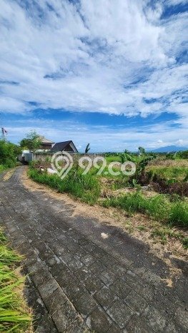 Kavling Tanah di Mengwi Dijual Luas 500m2 Legalitas SHM Kavling Tanah di Mengwi Dijual Luas 500m2 Legalitas SHM
