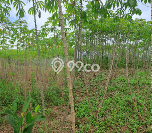 Tanah Kosong Dijual di Bogor dengan Area 21835m2 Tanah Kosong Dijual di Bogor dengan Area 21835m2