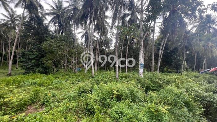 Tanah Kavling di Lembar Dijual dengan Luas 28000m2 Tanah Kavling di Lembar Dijual dengan Luas 28000m2