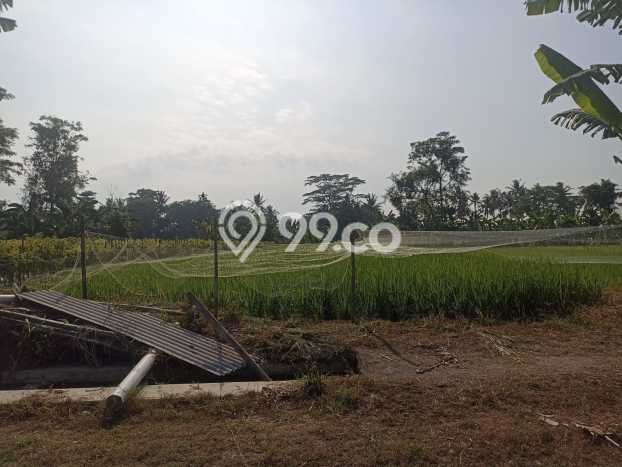Tanah Kavling di Ngemplak Dijual dengan Luas 506m2 Tanah Kavling di Ngemplak Dijual dengan Luas 506m2