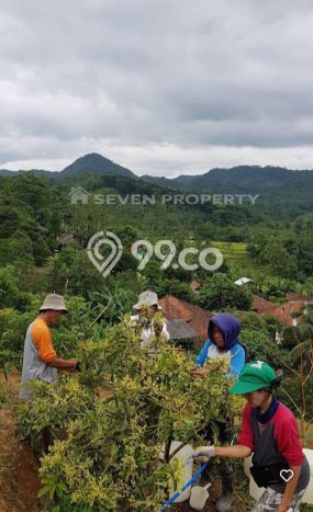 Tanah Dijual Lokasi Tanjungsari Bogor SHM Tanah Dijual Lokasi Tanjungsari Bogor SHM