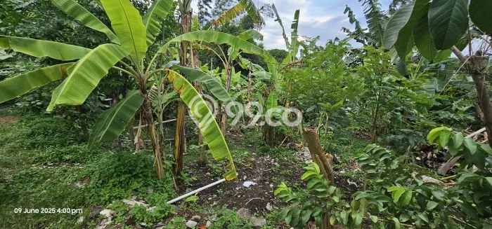 Untuk Dijual Tanah di Badung, Luas 850m2 SHM Untuk Dijual Tanah di Badung, Luas 850m2 SHM