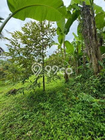 Lahan Investasi Lokasi Ubud Gianyar SHM Lahan Investasi Lokasi Ubud Gianyar SHM