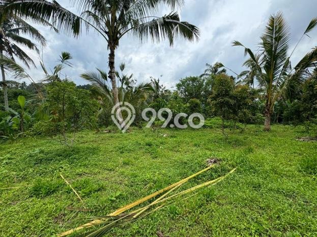 Lahan Investasi Lokasi Ubud Gianyar SHM Lahan Investasi Lokasi Ubud Gianyar SHM