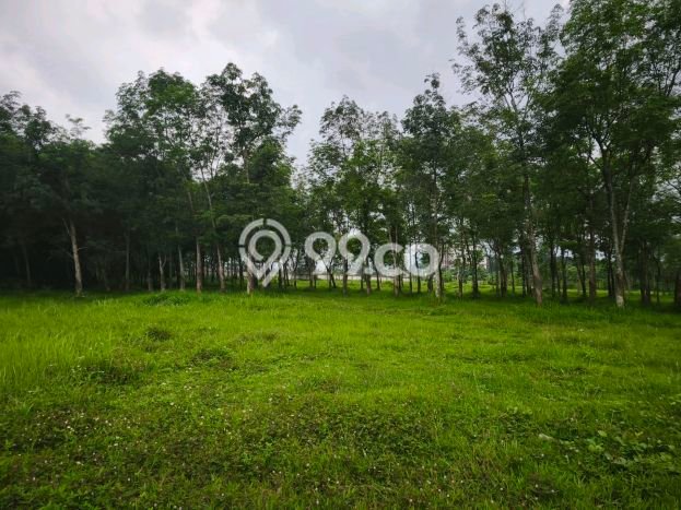Tanah Kawasan Mijen, Luas 18700m2m², Akses Jalan Utama, Area Prospektif Tanah Kawasan Mijen, Luas 18700m2m², Akses Jalan Utama, Area Prospektif