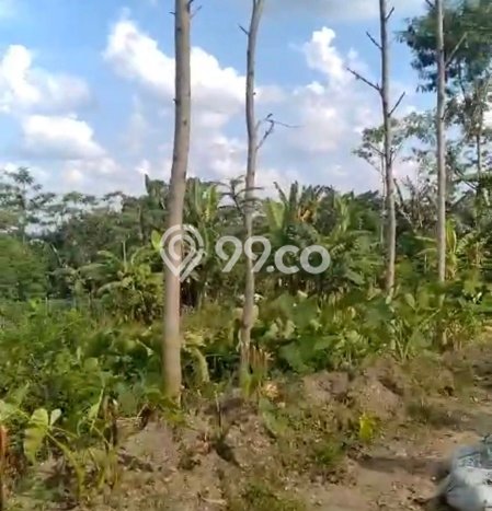 Tanah di Pringapus, Semarang Luas 9670m2 Dijual Segera Tanah di Pringapus, Semarang Luas 9670m2 Dijual Segera