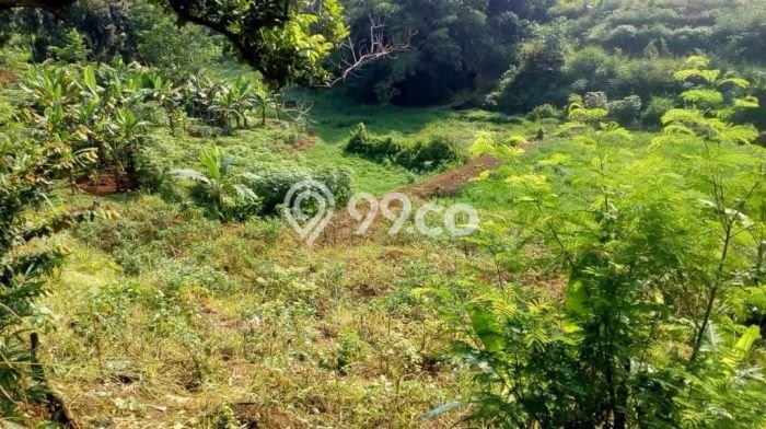 Dijual Tanah Lokasi Prima di Ciampea, Luas 10123m², Akses Fasilitas Umum Dijual Tanah Lokasi Prima di Ciampea, Luas 10123m², Akses Fasilitas Umum