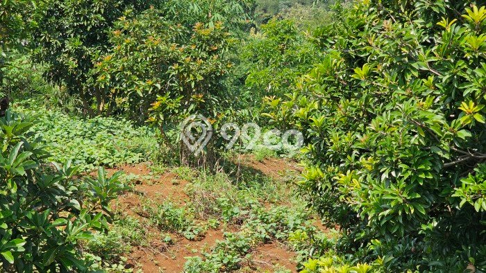 Dijual Tanah Lokasi Prima di Ciampea, Luas 10123m², Akses Fasilitas Umum Dijual Tanah Lokasi Prima di Ciampea, Luas 10123m², Akses Fasilitas Umum