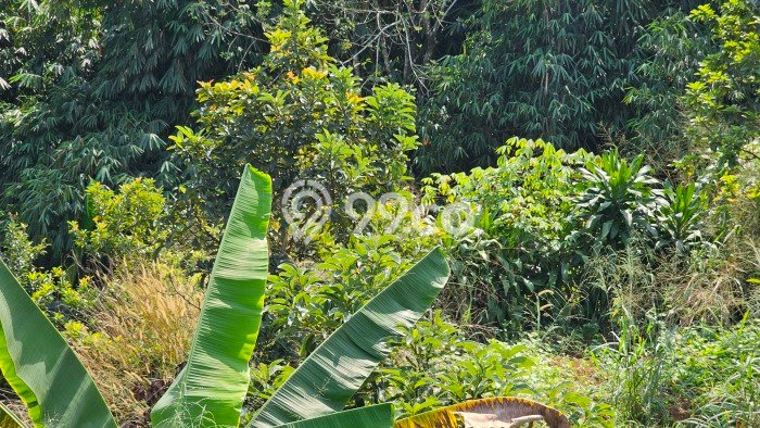 Dijual Tanah Lokasi Prima di Ciampea, Luas 10123m², Akses Fasilitas Umum Dijual Tanah Lokasi Prima di Ciampea, Luas 10123m², Akses Fasilitas Umum