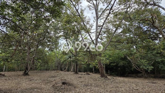 Tanah Dijual Lokasi Pamarican, Ciamis dengan Luas Tanah 30000m2 dan Status - Tanah Dijual Lokasi Pamarican, Ciamis dengan Luas Tanah 30000m2 dan Status -