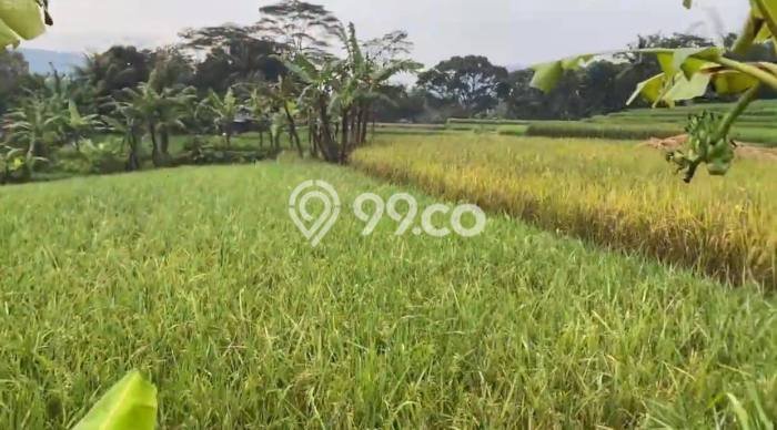Lahan untuk Dijual Lokasi Panawangan, Ciamis Luas 7560m2 SHM Lahan untuk Dijual Lokasi Panawangan, Ciamis Luas 7560m2 SHM
