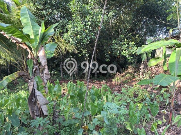 Lahan untuk Dijual di Cisaga Ciamis Luas 1897m2 Lahan untuk Dijual di Cisaga Ciamis Luas 1897m2