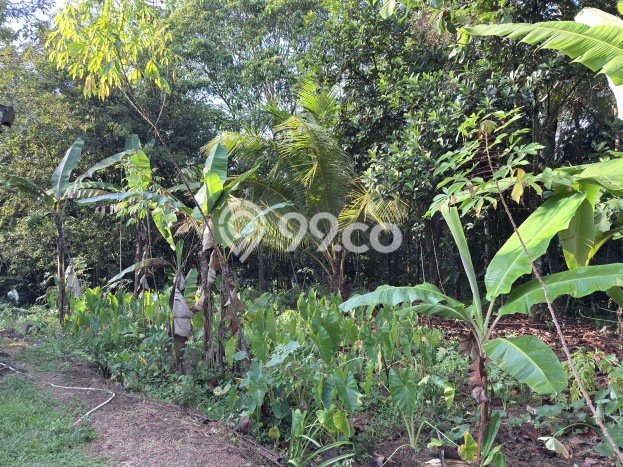 Lahan untuk Dijual di Cisaga Ciamis Luas 1897m2 Lahan untuk Dijual di Cisaga Ciamis Luas 1897m2