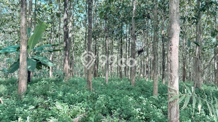 Lahan Dijual Lokasi Cisaga, Ciamis dengan Luas Tanah 12794m2 dan Status SHM Lahan Dijual Lokasi Cisaga, Ciamis dengan Luas Tanah 12794m2 dan Status SHM