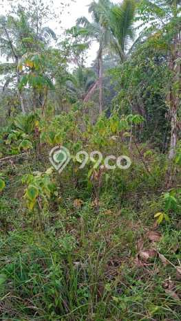Tanah untuk Dijual Lokasi Cisaga, Ciamis Luas 9976m2 - Tanah untuk Dijual Lokasi Cisaga, Ciamis Luas 9976m2 -