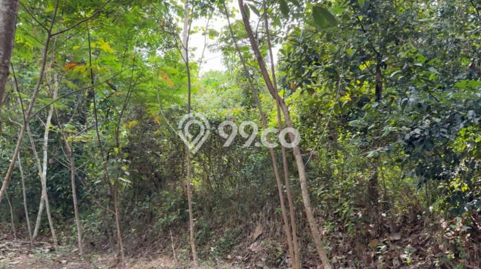 Jarang Ada! Tanah di Cisaga Punya Luas 6440m2 - Jarang Ada! Tanah di Cisaga Punya Luas 6440m2 -