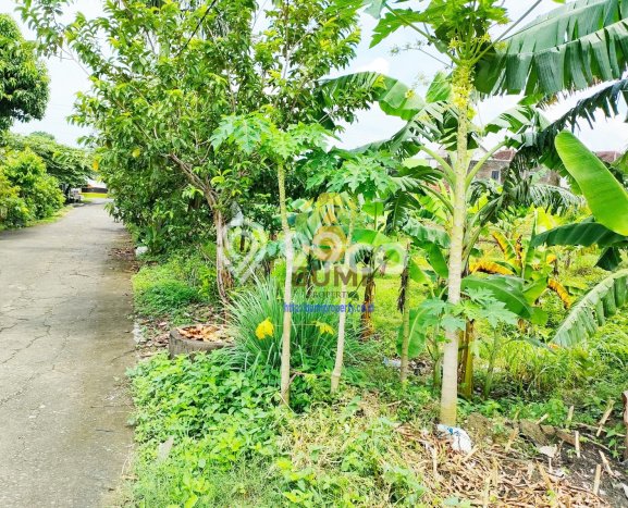 Kavling Tanah di Andong Dijual Luas 4784m2 Legalitas SHM Kavling Tanah di Andong Dijual Luas 4784m2 Legalitas SHM