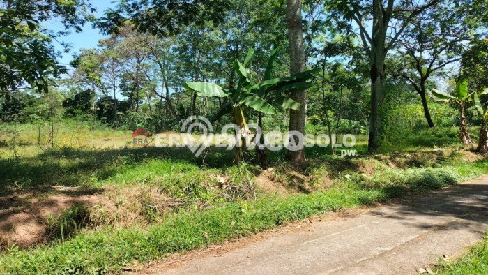 Kavling Tanah di Mojosongo Dijual Luas 4270m2 Legalitas SHM Kavling Tanah di Mojosongo Dijual Luas 4270m2 Legalitas SHM
