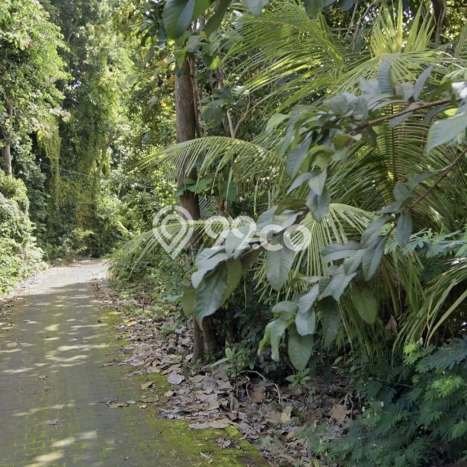 Kavling Tanah untuk Dijual di Uluwatu, Badung, Luas 2000m2 Kavling Tanah untuk Dijual di Uluwatu, Badung, Luas 2000m2