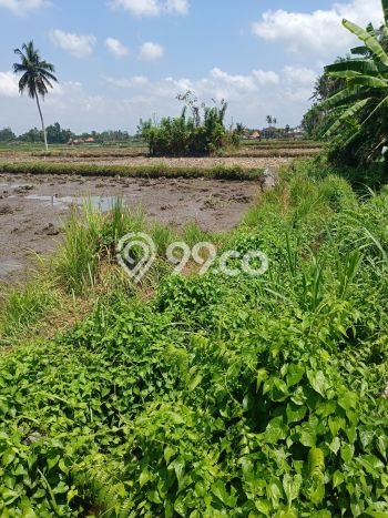 Lahan Kosong Dijual di Gianyar dengan Area 1000m2 Lahan Kosong Dijual di Gianyar dengan Area 1000m2