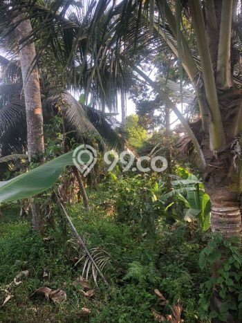 Lahan Dijual Lokasi Strategis di Badung dengan Luas 300000m2 Lahan Dijual Lokasi Strategis di Badung dengan Luas 300000m2