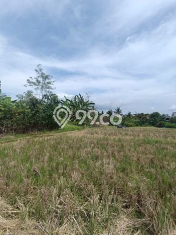 Tanah Dijual Area Strategis di Canggu Badung 1000m2 Tanah Dijual Area Strategis di Canggu Badung 1000m2