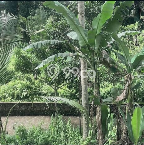 FOR SALE! Vila di Ubud, Luas 100m2m², Lokasi Premium FOR SALE! Vila di Ubud, Luas 100m2m², Lokasi Premium