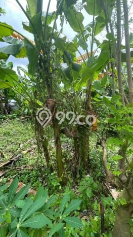 Lahan Disewakan Lokasi Canggu Badung Luas 2000m2 Lahan Disewakan Lokasi Canggu Badung Luas 2000m2