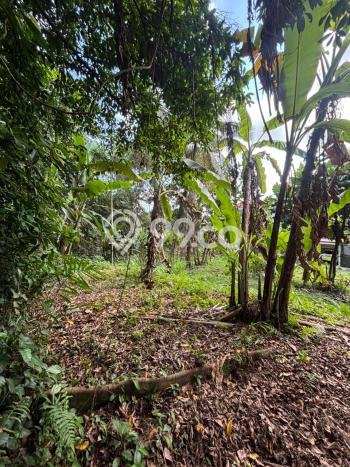 Tanah Strategis Dijual di Ubud Gianyar 400m2 Tanah Strategis Dijual di Ubud Gianyar 400m2