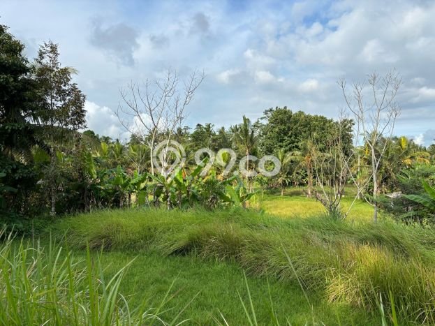 Tanah Kawasan Ubud, Luas 1037m2m², Sertifikat Hak Milik, Dekat Ubud, Gianyar, Gianyar Tanah Kawasan Ubud, Luas 1037m2m², Sertifikat Hak Milik, Dekat Ubud, Gianyar, Gianyar
