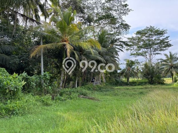 Tanah Kawasan Ubud, Luas 1037m2m², Sertifikat Hak Milik, Dekat Ubud, Gianyar, Gianyar Tanah Kawasan Ubud, Luas 1037m2m², Sertifikat Hak Milik, Dekat Ubud, Gianyar, Gianyar