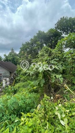 Lahan Disewakan Lokasi Canggu Badung Luas 2000m2 Lahan Disewakan Lokasi Canggu Badung Luas 2000m2