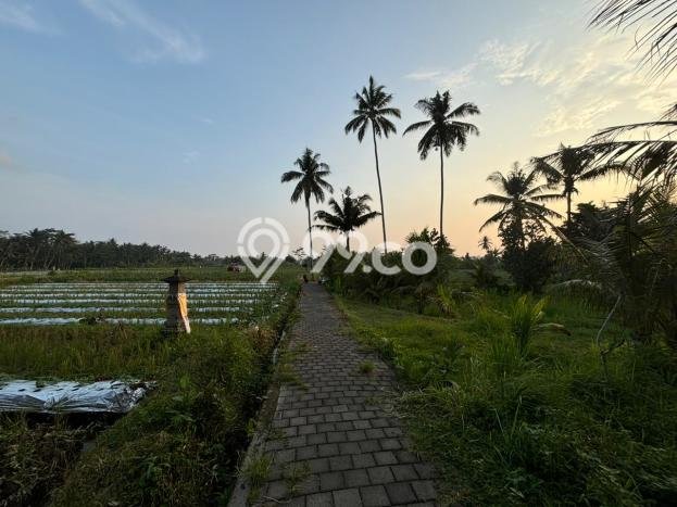 Tanah Kavling untuk Dijual di Ubud Gianyar 2520m2 Tanah Kavling untuk Dijual di Ubud Gianyar 2520m2