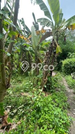 Lahan Disewakan Lokasi Canggu Badung Luas 2000m2 Lahan Disewakan Lokasi Canggu Badung Luas 2000m2
