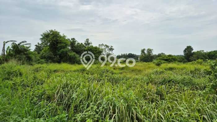 Lahan Investasi Lokasi Cileles Lebak AJB Lahan Investasi Lokasi Cileles Lebak AJB