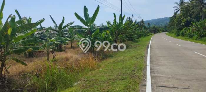 Tanah Dijual Lokasi Strategis di Pandeglang dengan Luas 3366m2 Tanah Dijual Lokasi Strategis di Pandeglang dengan Luas 3366m2