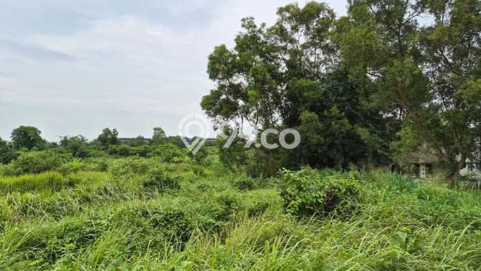 Lahan Investasi Lokasi Cileles Lebak AJB Lahan Investasi Lokasi Cileles Lebak AJB