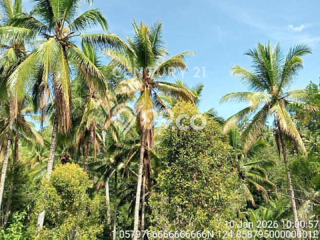 Lahan untuk Dijual di Ratahan Minahasa Tenggara Luas 220000m2 Lahan untuk Dijual di Ratahan Minahasa Tenggara Luas 220000m2