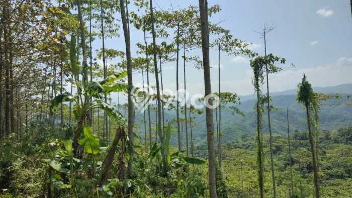 Tanah Komersial Dijual di Bantargadung Sukabumi 20000m2 Tanah Komersial Dijual di Bantargadung Sukabumi 20000m2