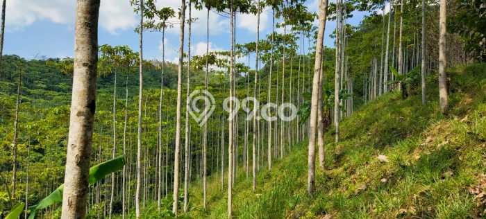 Tanah Komersial Dijual di Bantargadung Sukabumi 20000m2 Tanah Komersial Dijual di Bantargadung Sukabumi 20000m2